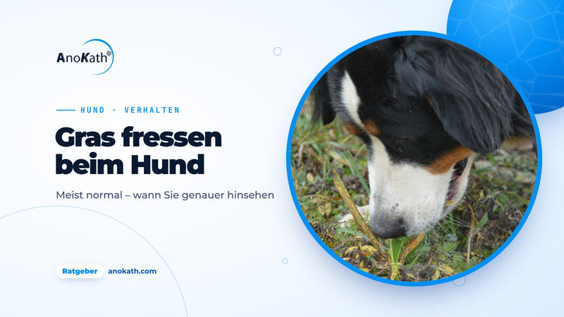 Berner Sennenhund knabbert auf einer Wiese an Grashalmen, Titelbild zum Ratgeber Hund frisst Gras