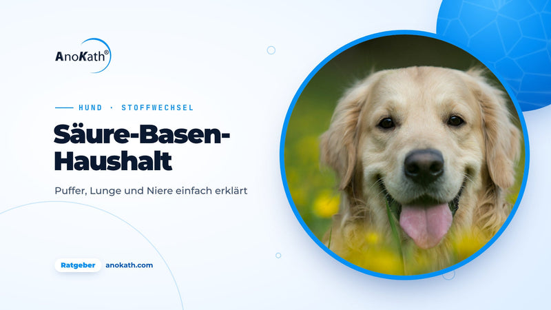 Fröhlicher Golden Retriever liegt in einer Wiese mit gelben Blumen, Titelbild zum Ratgeber Säure-Basen-Haushalt beim Hund
