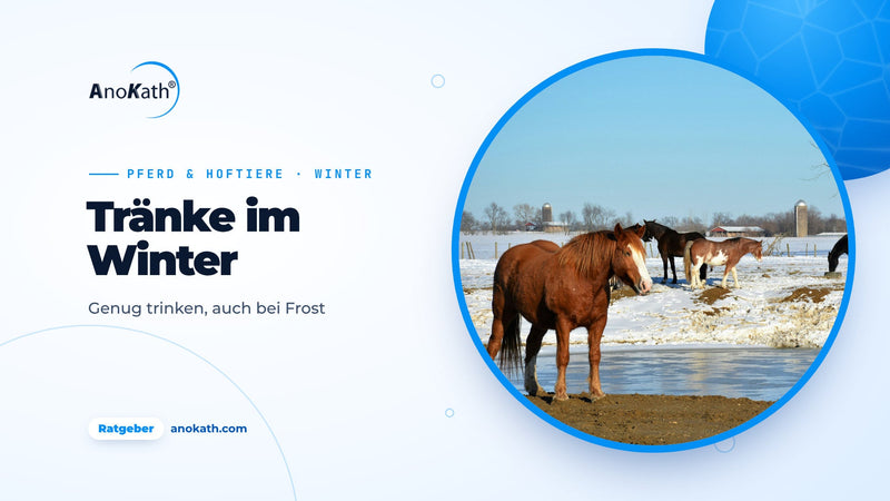 Pferde auf einer verschneiten Weide neben einer teils zugefrorenen Wasserstelle, Titelbild zum Ratgeber Tränke im Winter