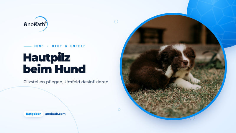 Braun-weißer Welpe kratzt sich im Gras am Ohr, Titelbild zum Ratgeber Hautpilz beim Hund