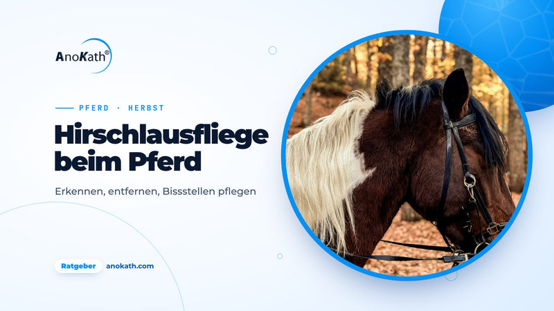 Braun-weiß geschecktes Pferd mit heller Mähne im Herbstwald, Titelbild zum Ratgeber Hirschlausfliege beim Pferd