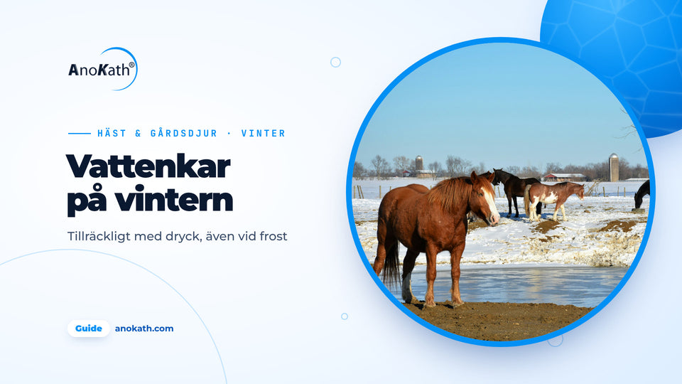 Hästar på en snötäckt hage bredvid en delvis tillfrusen vattenplats, omslagsbild till guiden om vattenkar på vintern