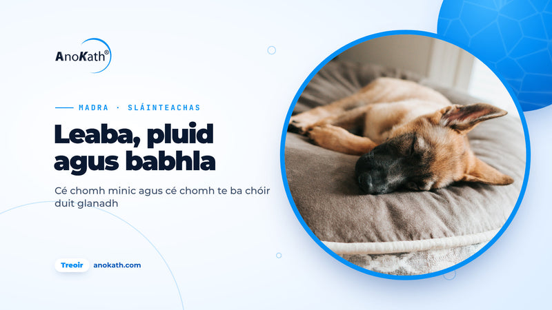Madra aoire óg ina chodladh ar leaba mhadra liath, íomhá chlúdaigh don treoir ar leaba madra a ghlanadh