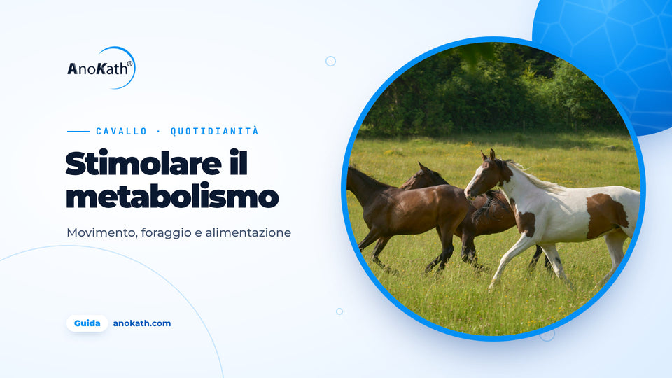 Tre cavalli al galoppo su un paddock soleggiato, immagine di copertina della guida su come stimolare il metabolismo del cavallo