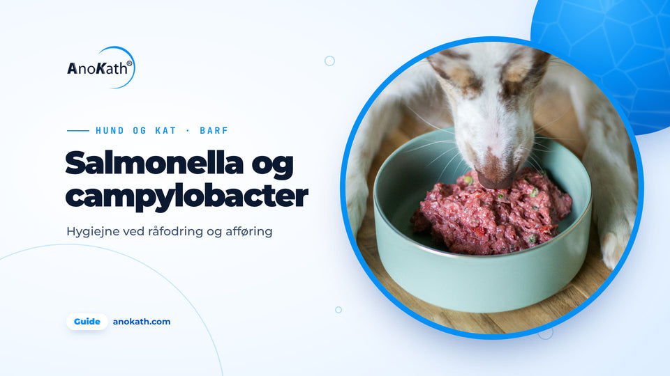 Hund æder råt kød af en turkis skål, forsidebillede til guiden om salmonella og campylobacter hos hund og kat