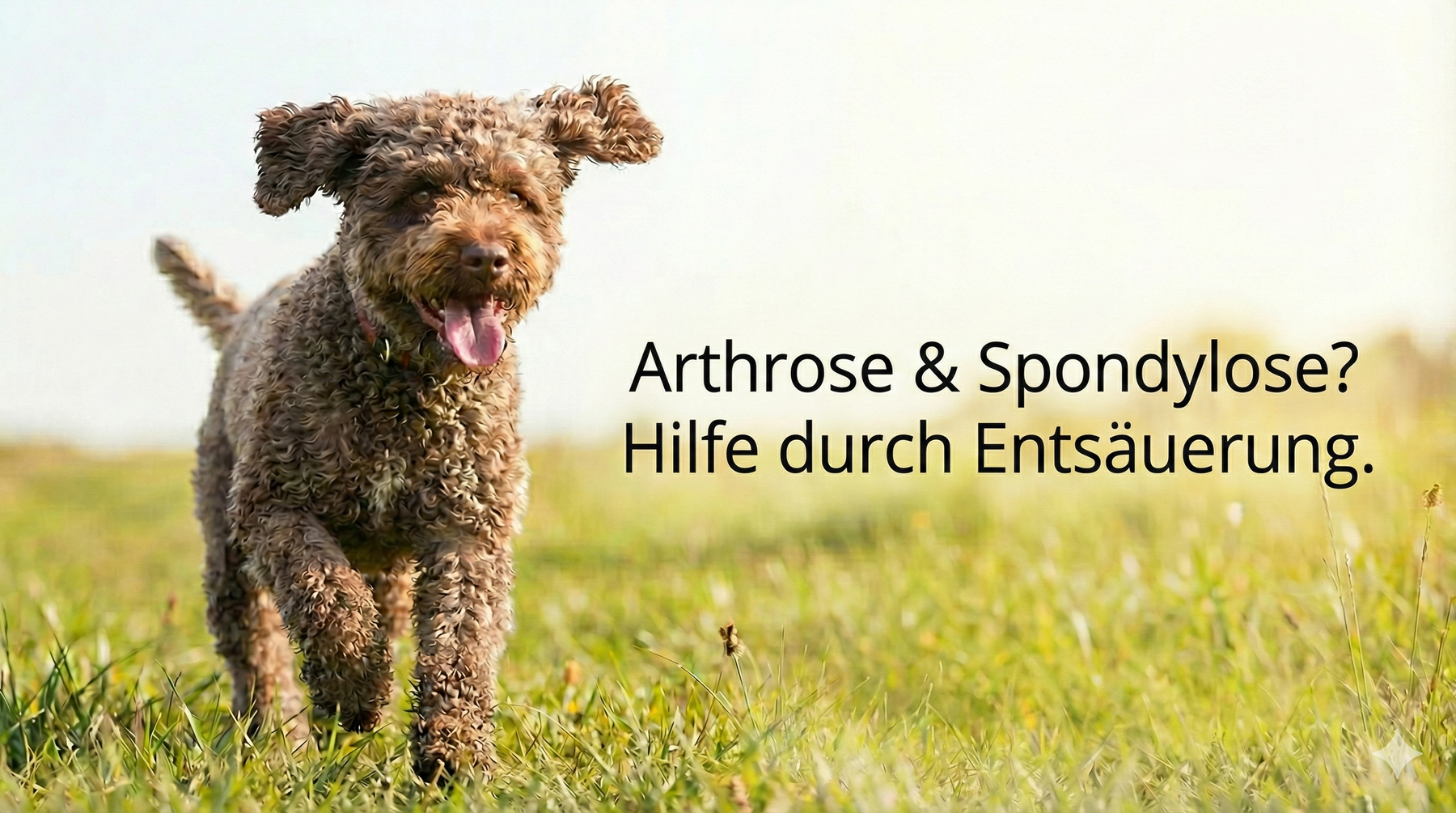 Arthrose, Spondylose &amp; Co.: Warum Entsäuerung für chronisch kranke Hunde ein Gamechanger sein kann