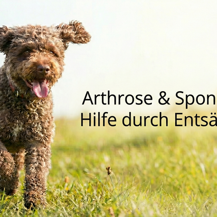 Arthrose, Spondylose &amp; Co.: Warum Entsäuerung für chronisch kranke Hunde ein Gamechanger sein kann