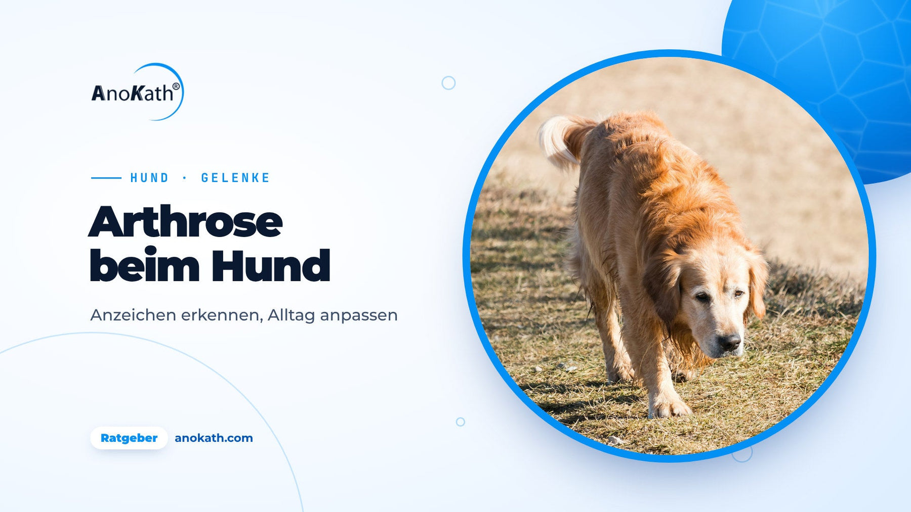 Älterer Golden Retriever läuft ruhig auf einem Weg, Titelbild zum Ratgeber Arthrose beim Hund