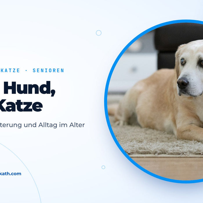Älterer Labrador mit grauer Schnauze liegt im hellen Wohnzimmer, Titelbild zum Ratgeber Hunde und Katzen im Alter