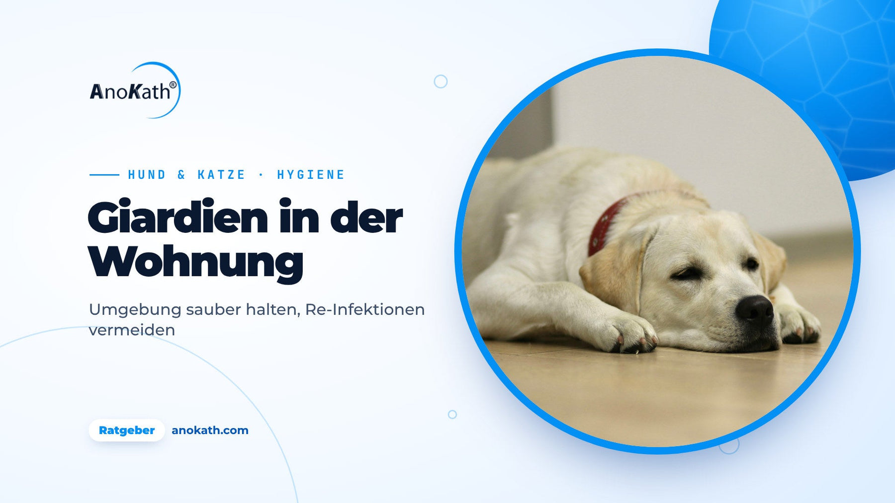 Labrador liegt auf einem hellen Holzboden, Titelbild zum Ratgeber Giardien in der Wohnung