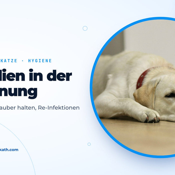 Labrador liegt auf einem hellen Holzboden, Titelbild zum Ratgeber Giardien in der Wohnung
