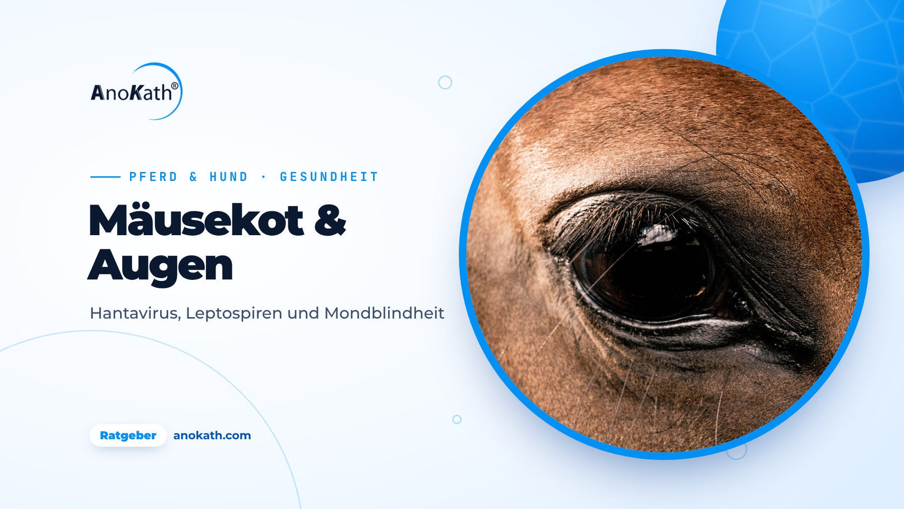 Nahaufnahme eines gesunden Pferdeauges, Titelbild zum Ratgeber Mäusekot, Leptospiren und Mondblindheit