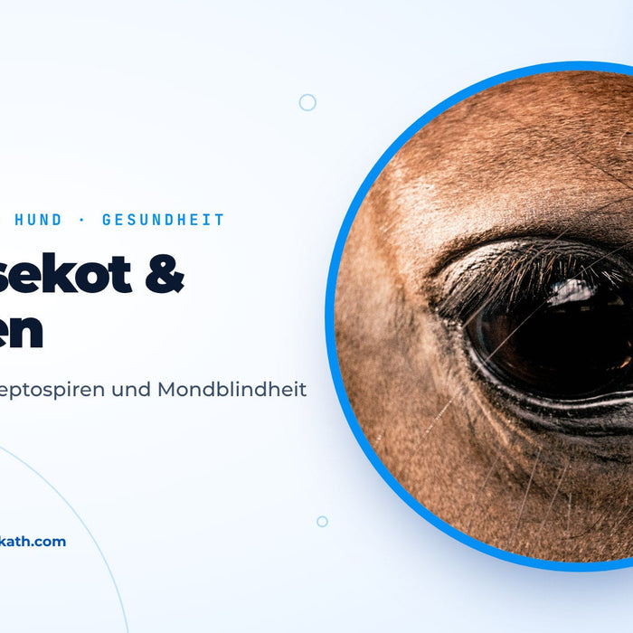 Nahaufnahme eines gesunden Pferdeauges, Titelbild zum Ratgeber Mäusekot, Leptospiren und Mondblindheit