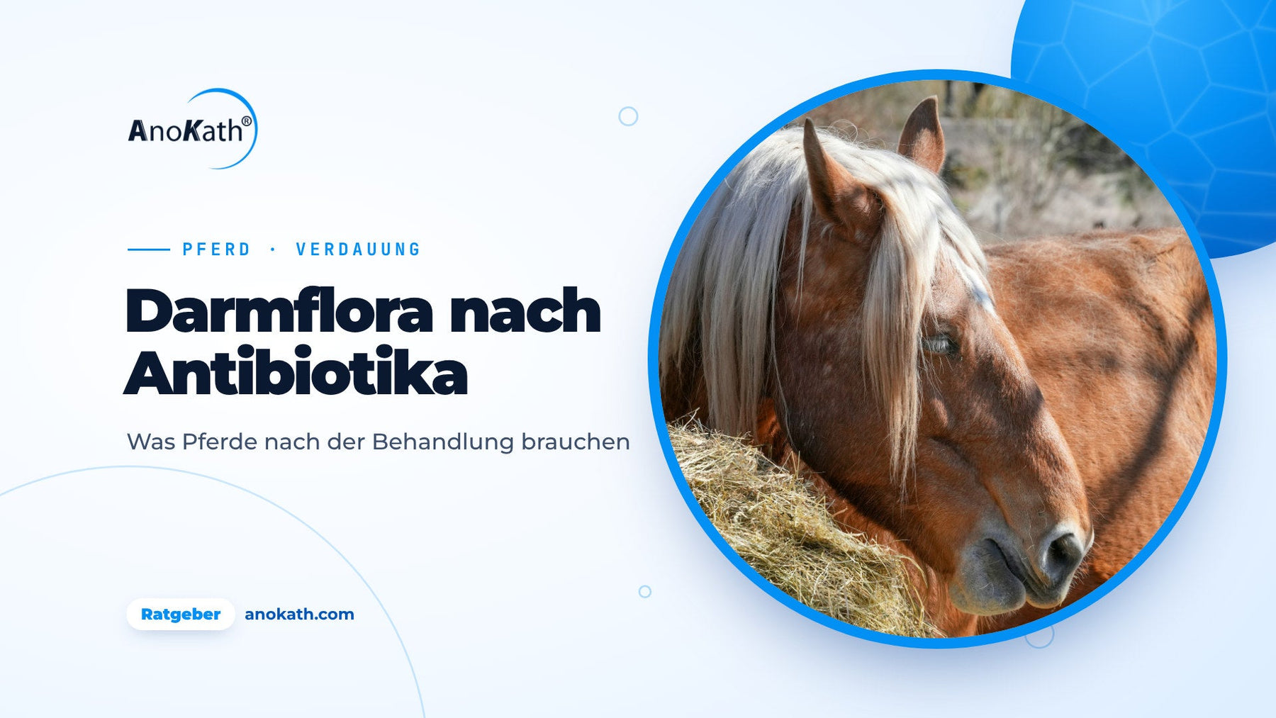 Pferd frisst Heu auf dem Paddock, Titelbild zum Ratgeber Darmflora nach Antibiotika