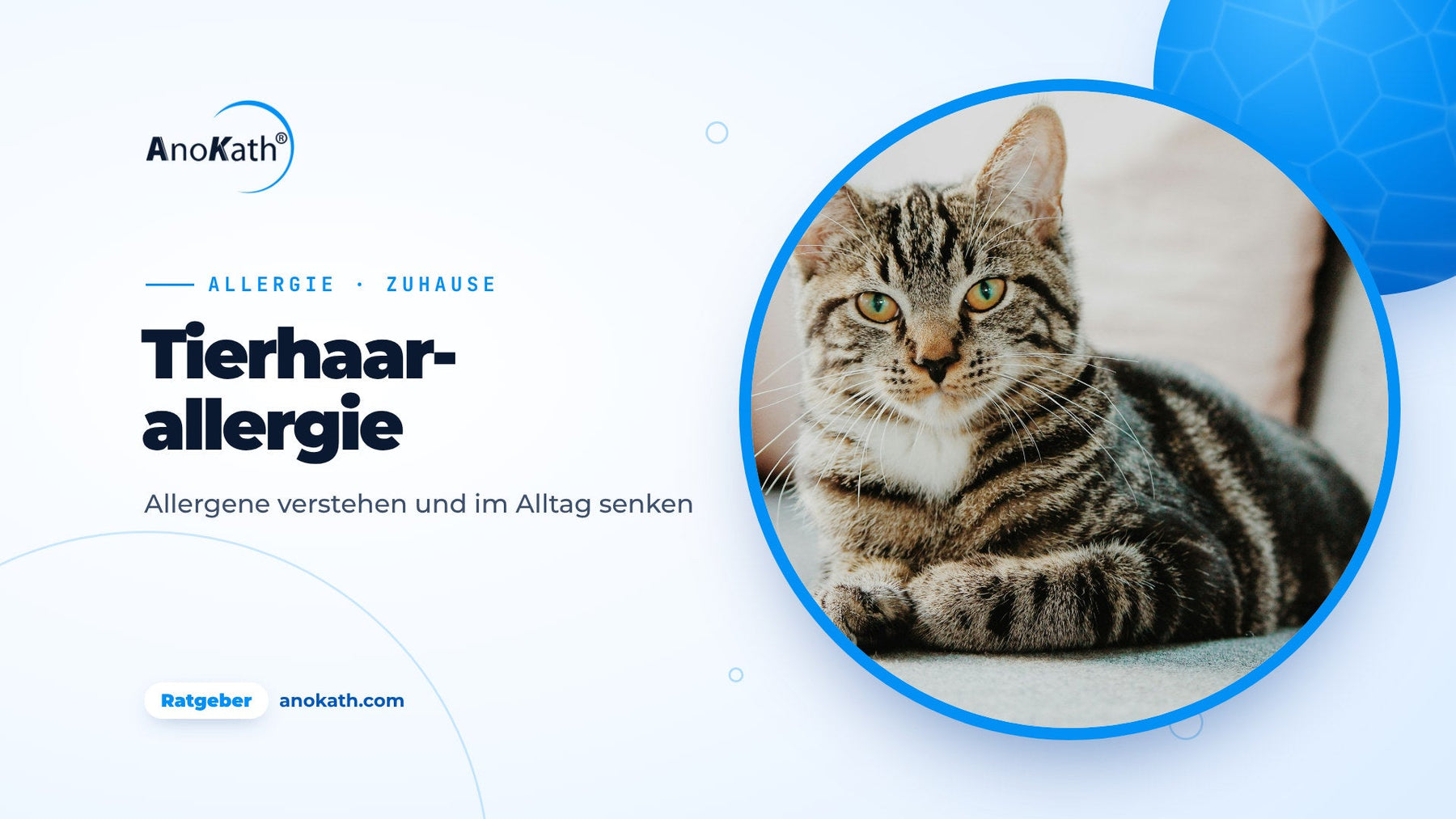 Getigerte Katze auf einem hellen Sofa, Titelbild zum Ratgeber Tierhaarallergie
