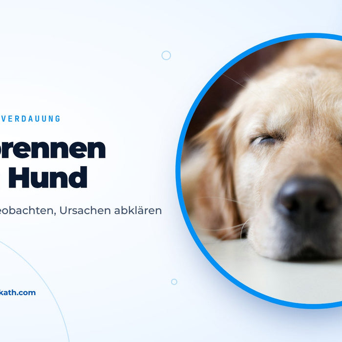 Golden Retriever schläft entspannt auf einem hellen Boden, Titelbild zum Ratgeber Sodbrennen beim Hund