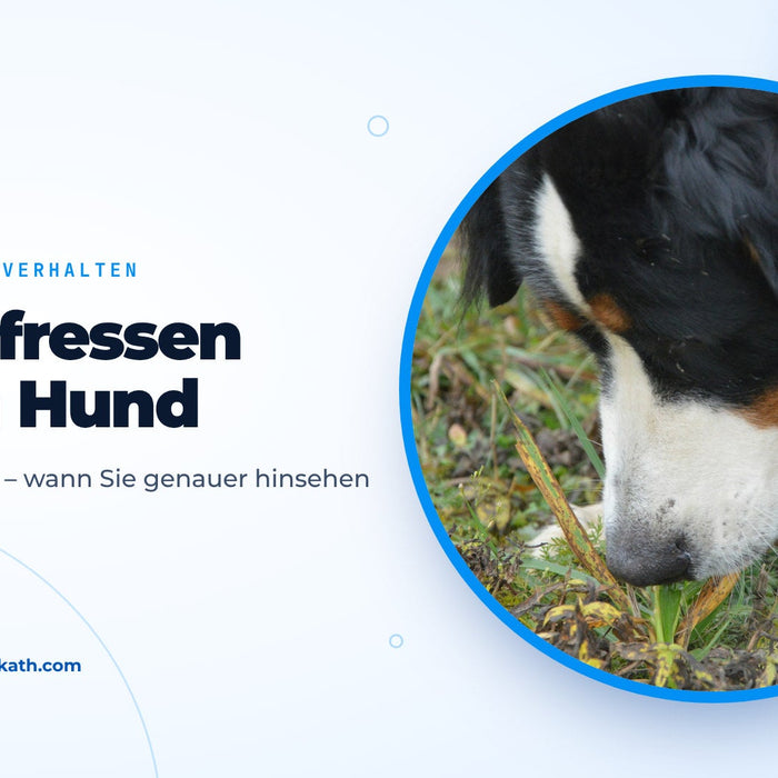 Berner Sennenhund knabbert auf einer Wiese an Grashalmen, Titelbild zum Ratgeber Hund frisst Gras