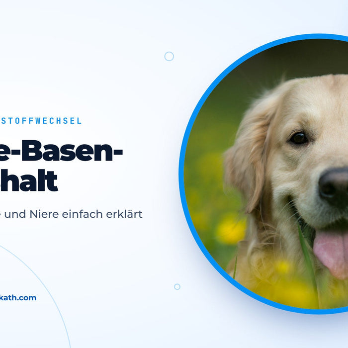 Fröhlicher Golden Retriever liegt in einer Wiese mit gelben Blumen, Titelbild zum Ratgeber Säure-Basen-Haushalt beim Hund