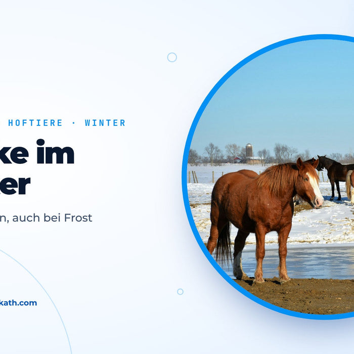 Pferde auf einer verschneiten Weide neben einer teils zugefrorenen Wasserstelle, Titelbild zum Ratgeber Tränke im Winter