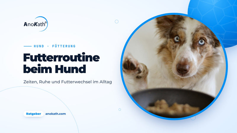 Hund mit blauen Augen hebt die Pfote vor einem gefüllten Futternapf, Titelbild zum Ratgeber Hund füttern