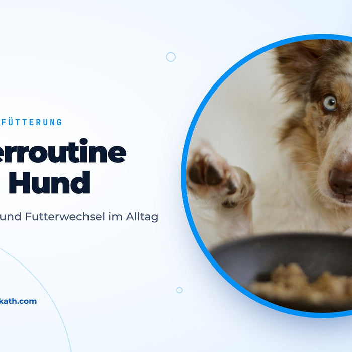 Hund mit blauen Augen hebt die Pfote vor einem gefüllten Futternapf, Titelbild zum Ratgeber Hund füttern