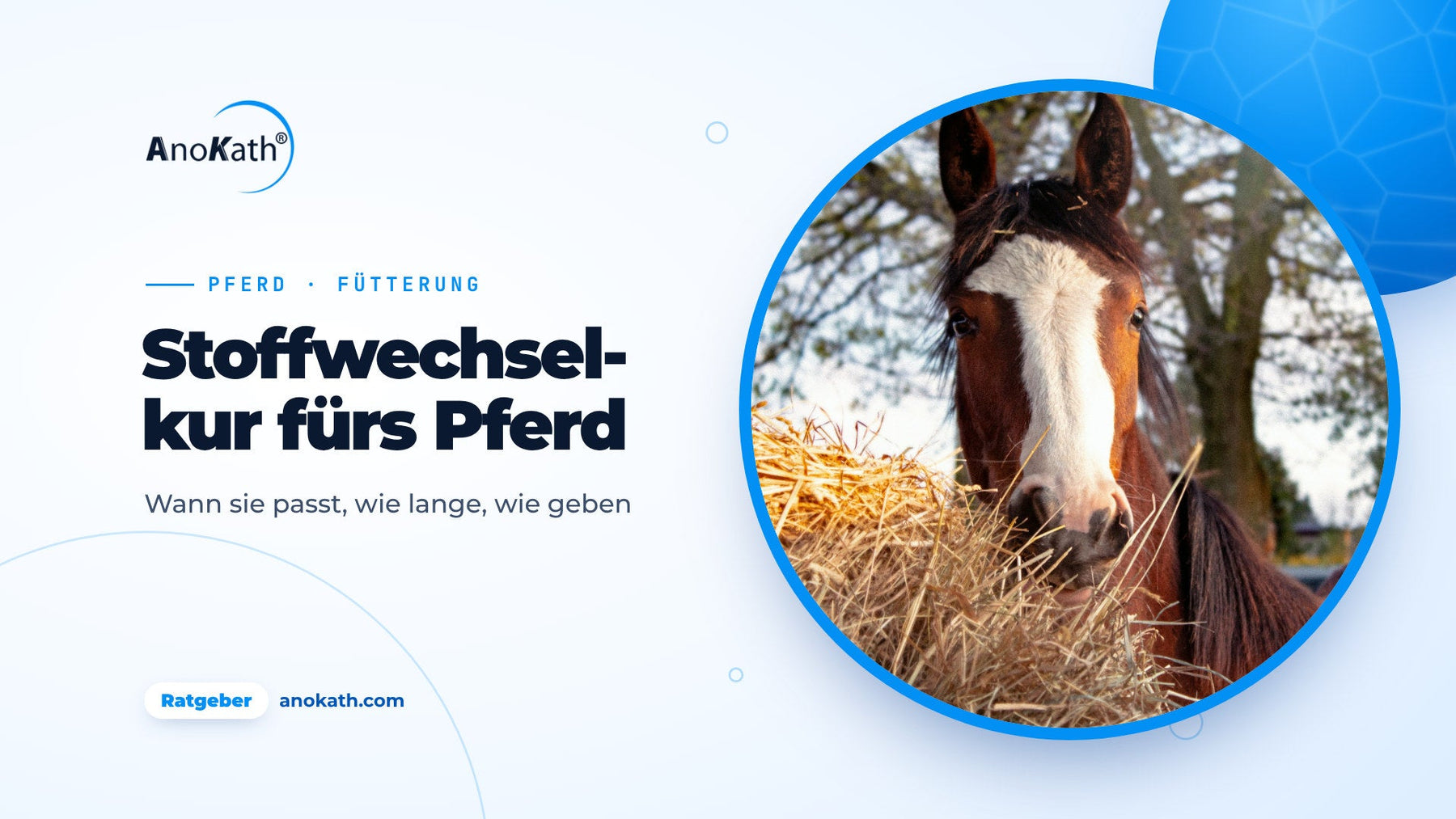 Braunes Pferd mit weißer Blesse frisst Heu, Titelbild zum Ratgeber Stoffwechselkur Pferd