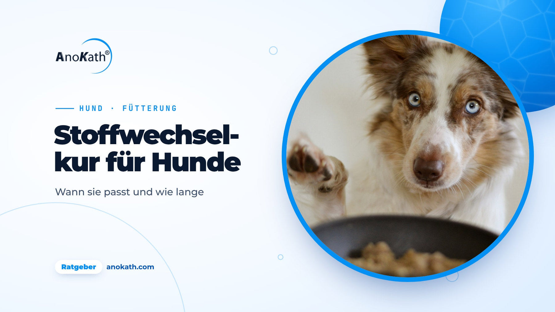 Border Collie mit blauen Augen hebt die Pfote neben seinem Futternapf, Titelbild zum Ratgeber Stoffwechselkur für den Hund