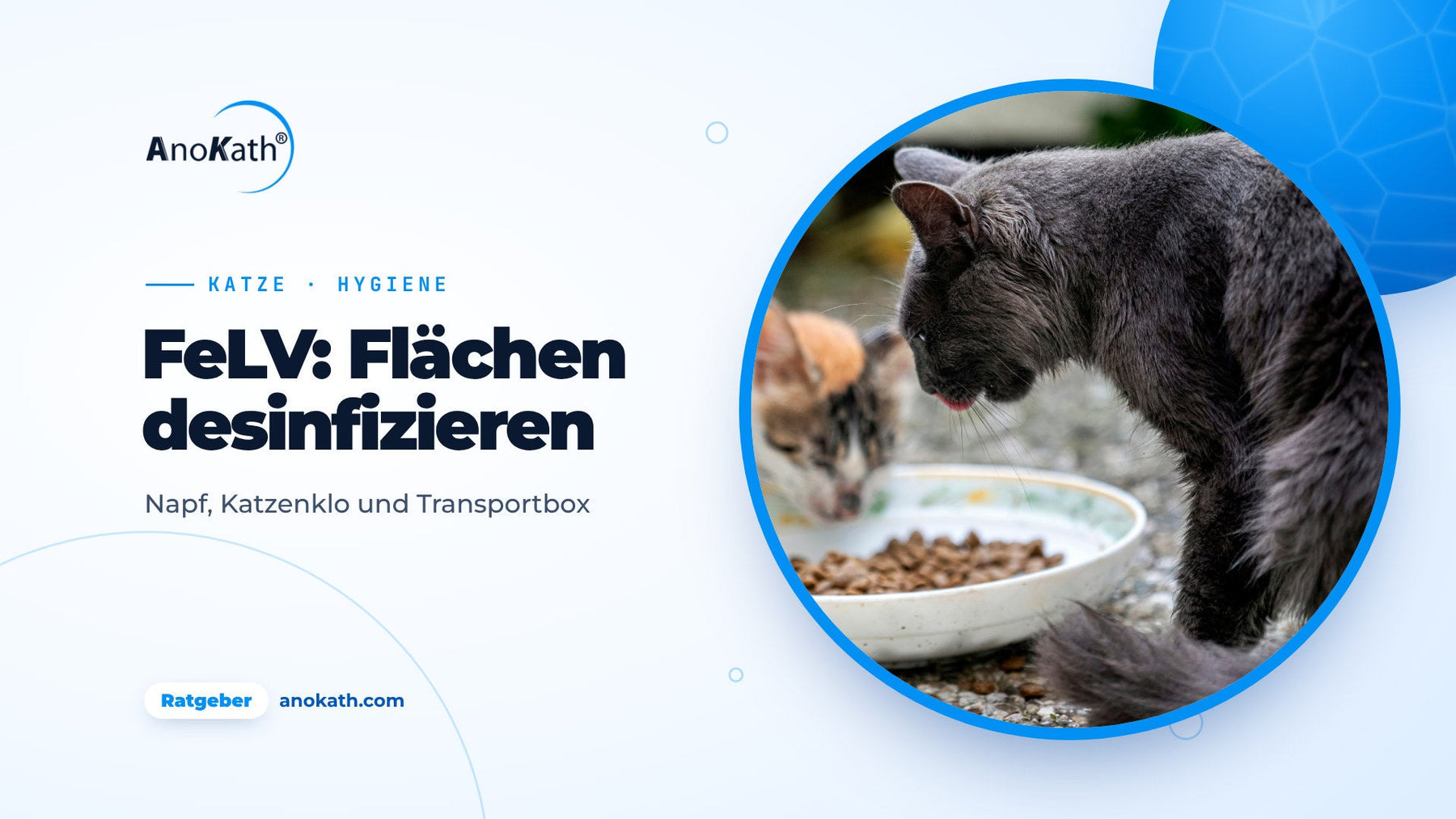 Graue Katze und Kätzchen fressen aus einer gemeinsamen Schale, Titelbild zum Ratgeber FeLV und Flächendesinfektion