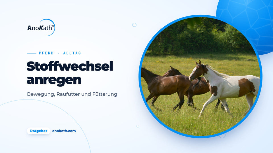 Drei Pferde galoppieren über eine sonnige Koppel, Titelbild zum Ratgeber Stoffwechsel Pferd anregen