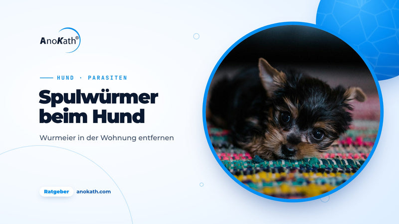 Schwarz-brauner Welpe liegt auf einem bunten Teppich, Titelbild zum Ratgeber Spulwürmer beim Hund und Wurmeier in der Wohnung