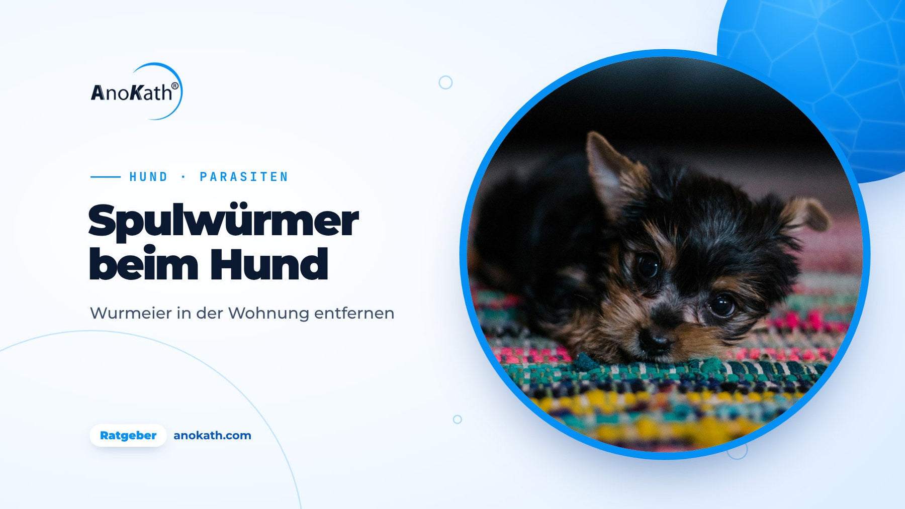 Schwarz-brauner Welpe liegt auf einem bunten Teppich, Titelbild zum Ratgeber Spulwürmer beim Hund und Wurmeier in der Wohnung