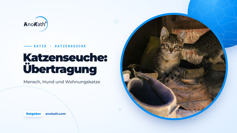 Getigertes Kätzchen zwischen alten Straßenschuhen und Stiefeln im Hausflur, Titelbild zum Ratgeber Katzenseuche und Übertragung