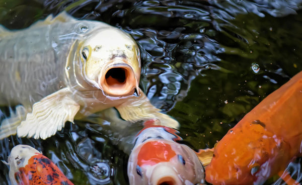 Para koi y peces de estanque