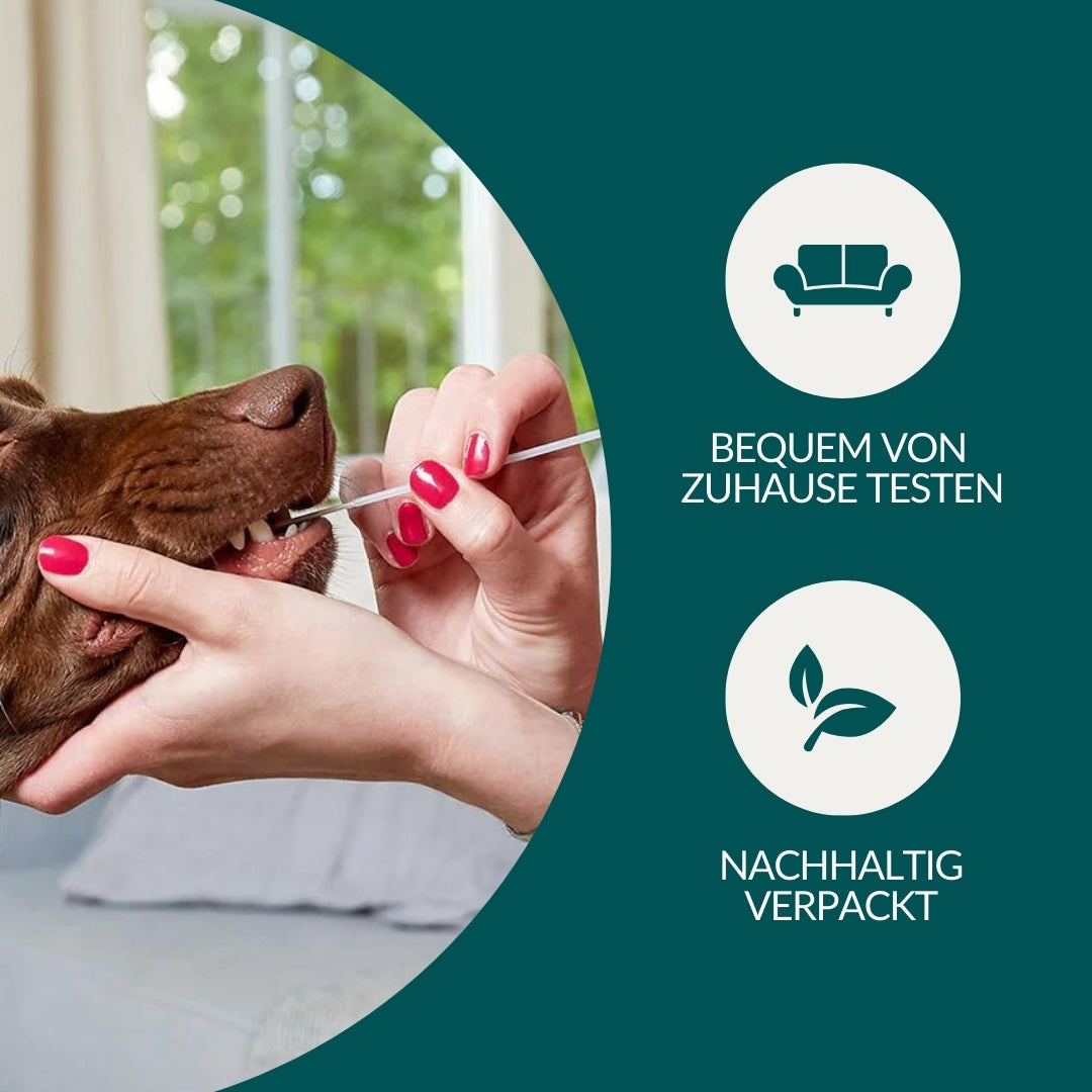 Test d'allergie - Légumes, céréales et autres. Chien
