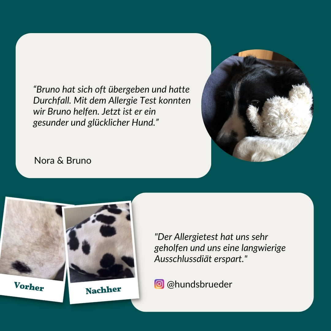 Test d'allergie - Herbes, acariens et autres. Chien