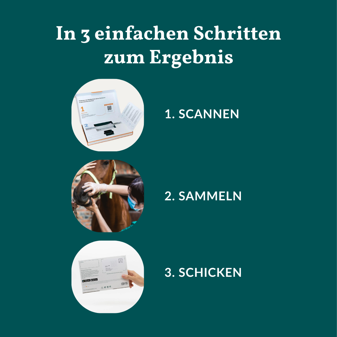 Allergietest - Gemüse, Obst & Co. Pferd