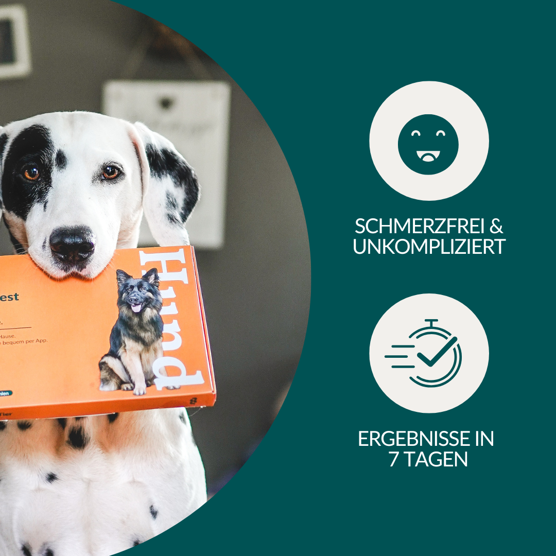 Test d'allergie - conservateurs chez les chiens