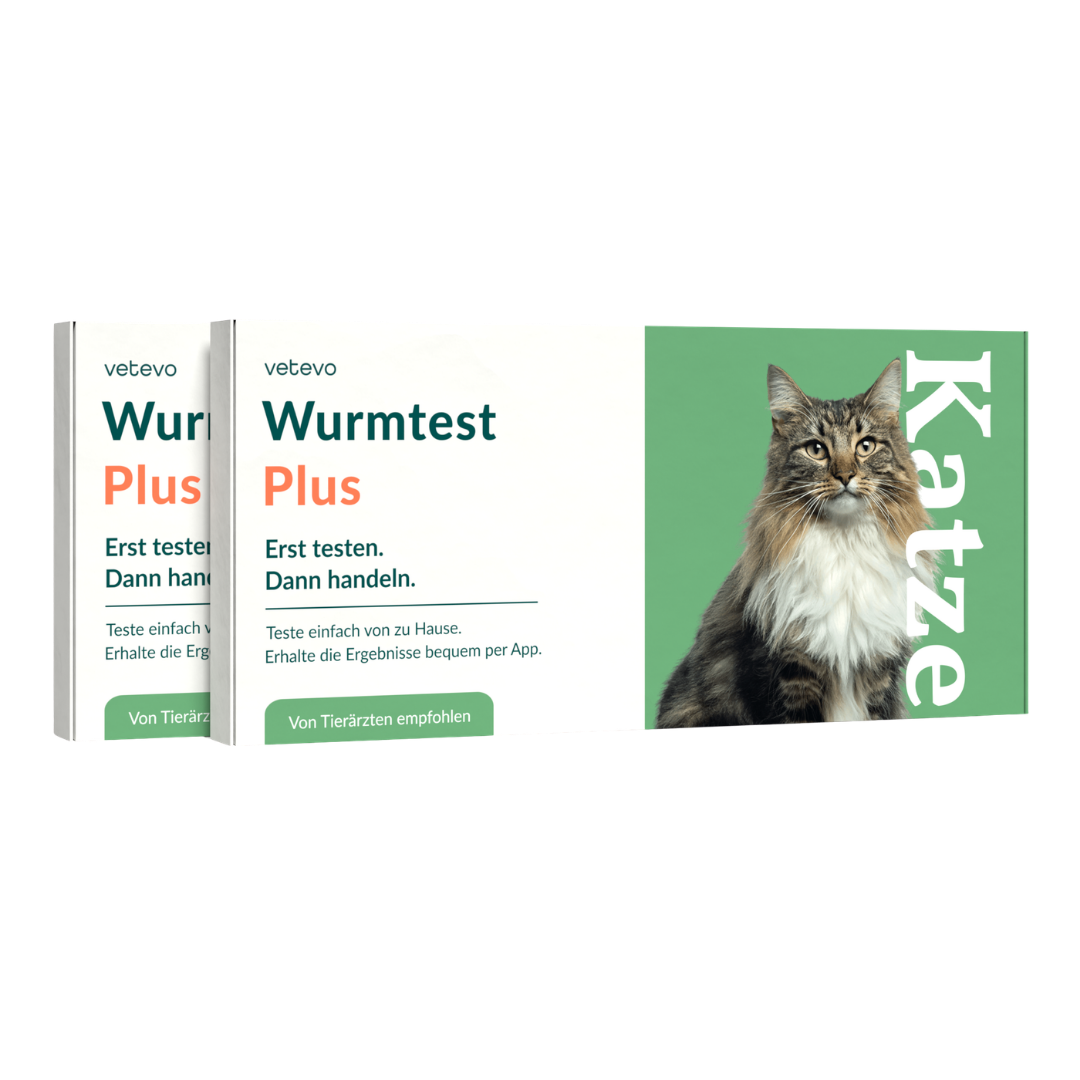 Test de vers Plus chat