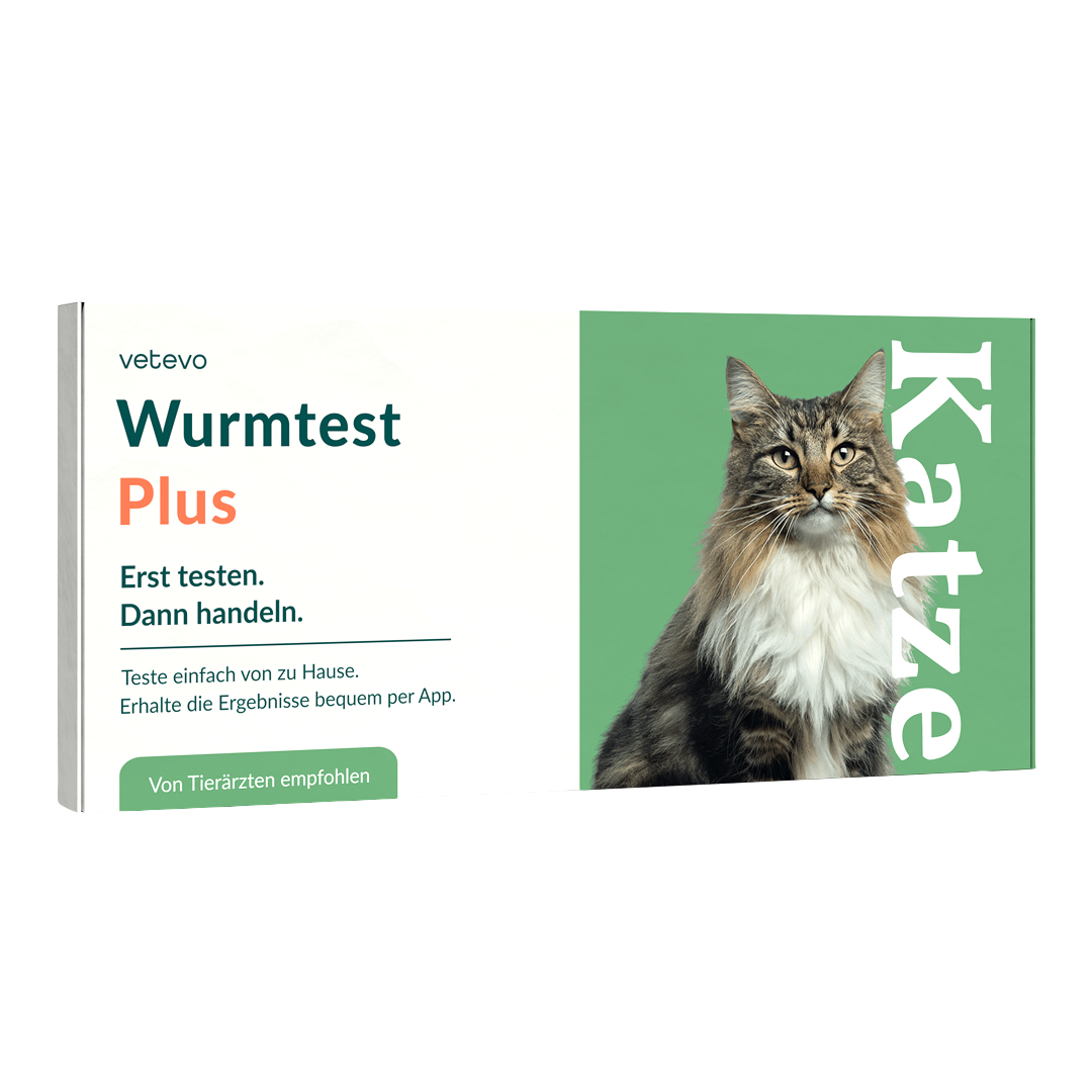 Test de vers Plus chat