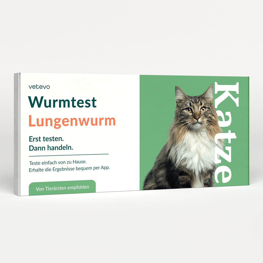 Test de dépistage de vers pulmonaires chez le chat