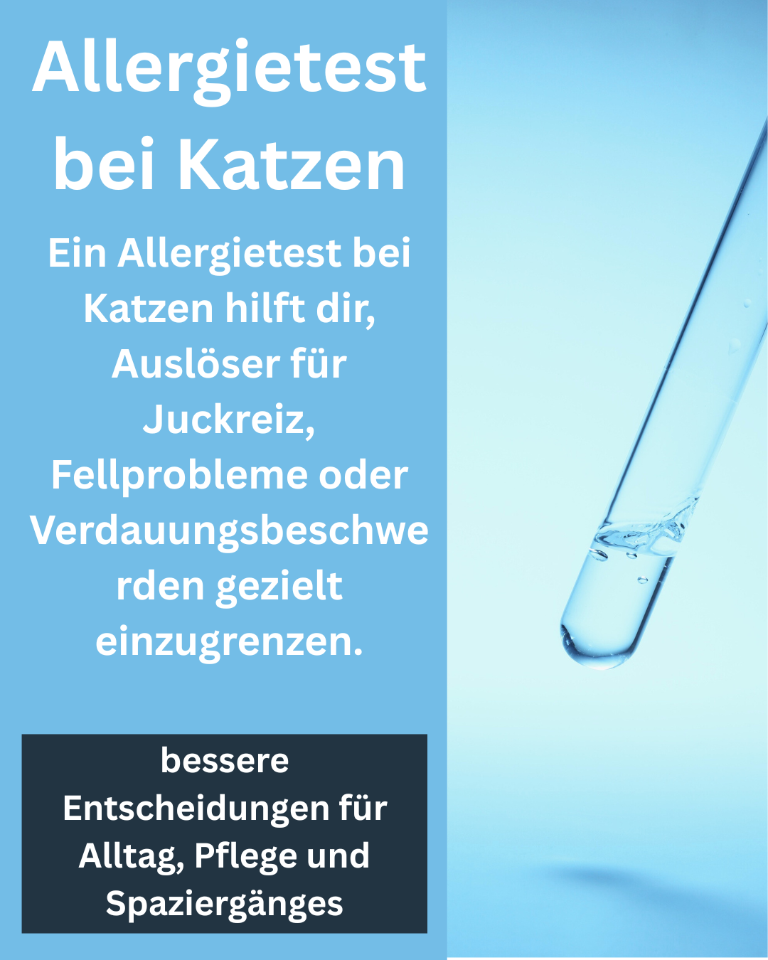 Allergietest bei Katzen