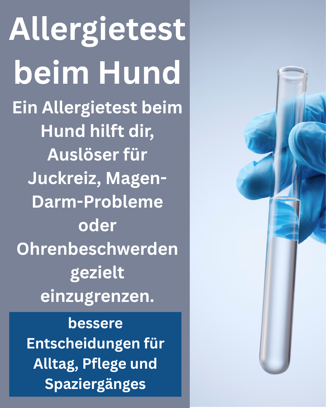 Allergietest beim Hund