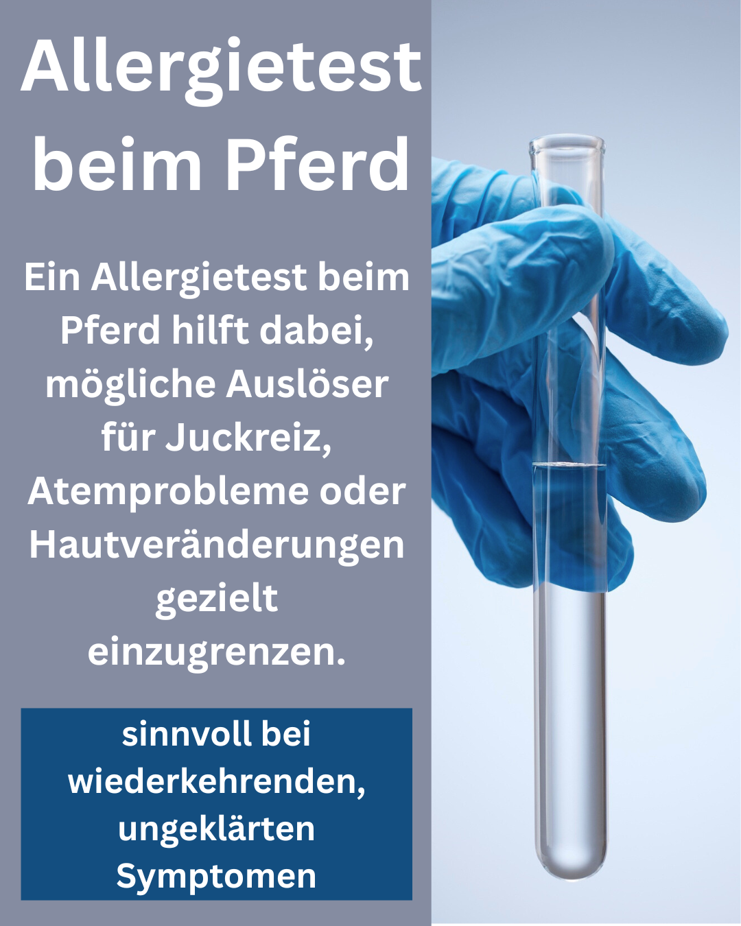 Allergietest beim Pferd