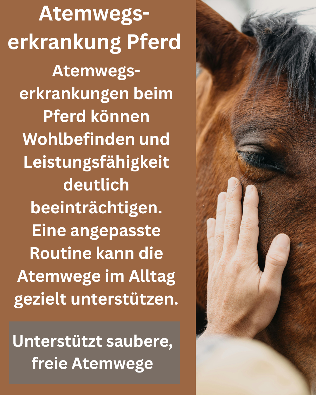 Atemwegserkrankung Pferd