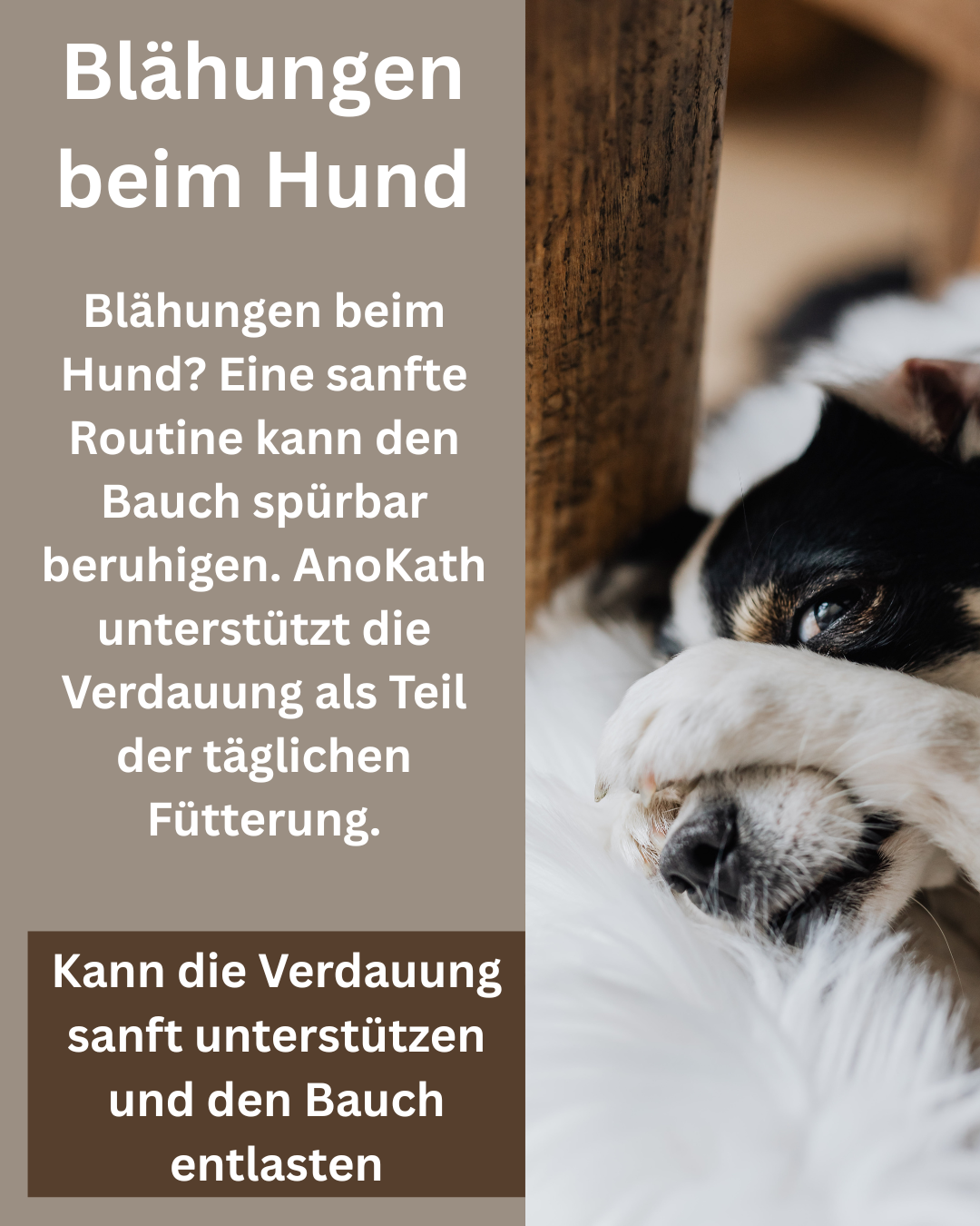 Blähungen Hund