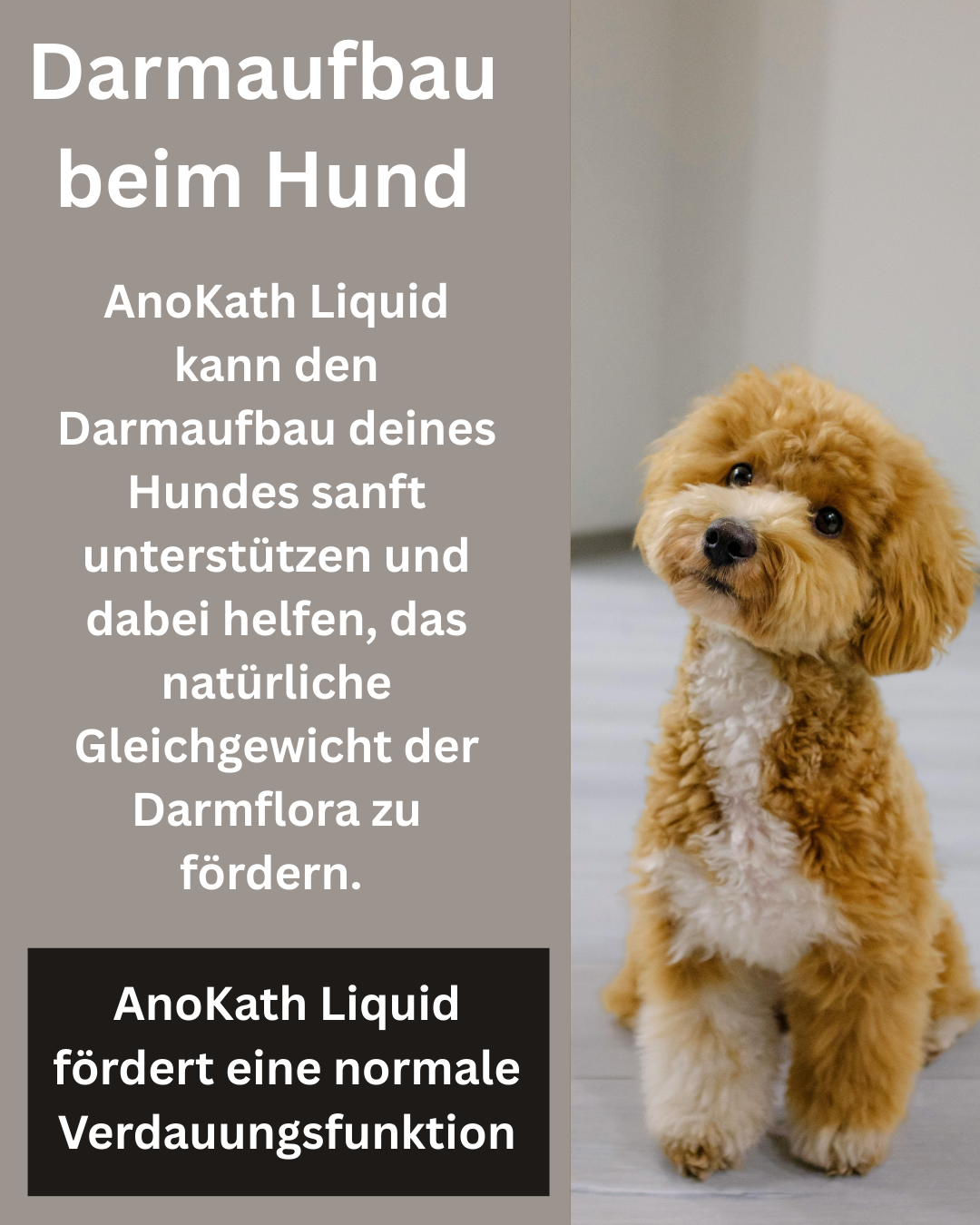 Darmaufbau beim Hund