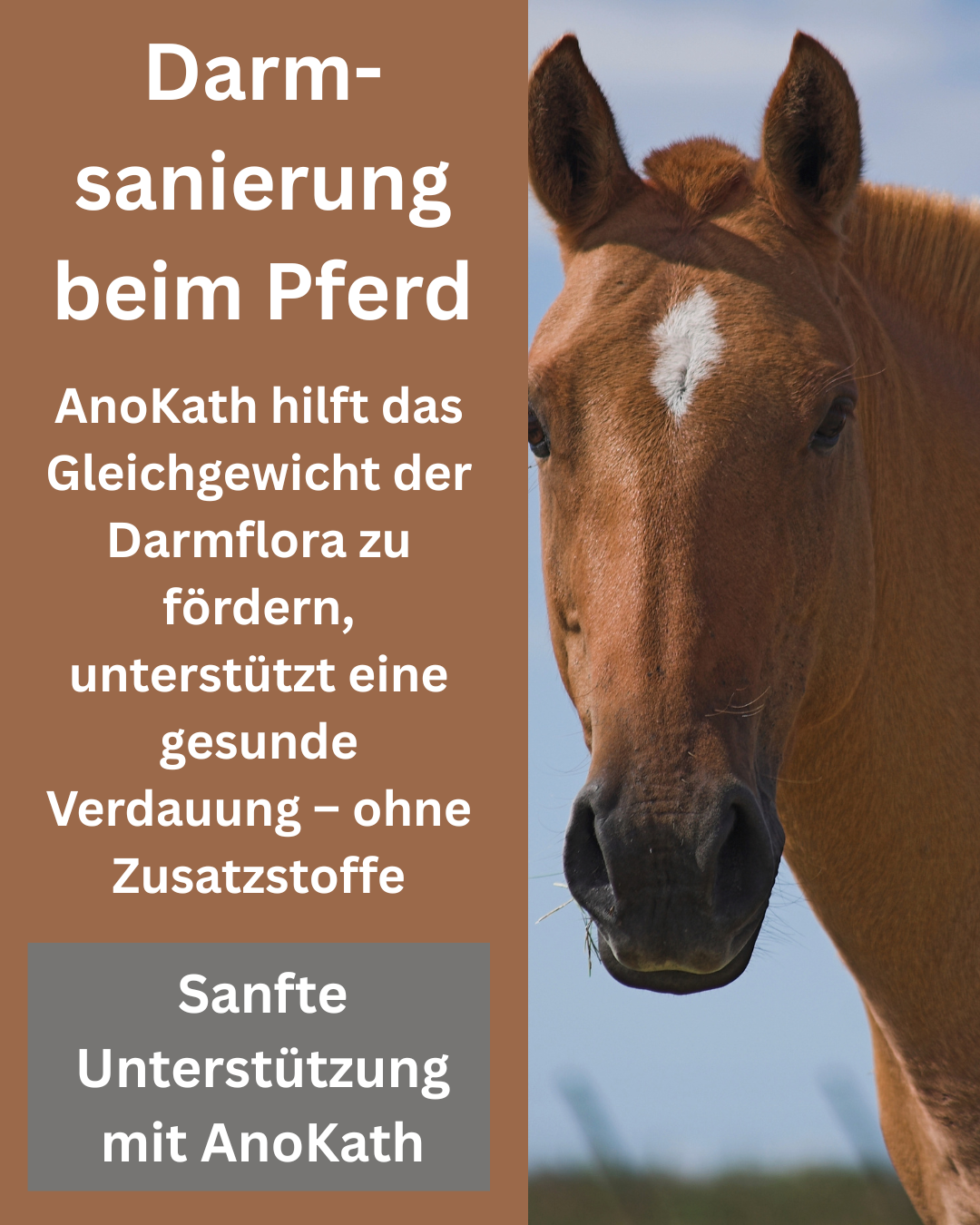 Darmsanierung beim Pferd?