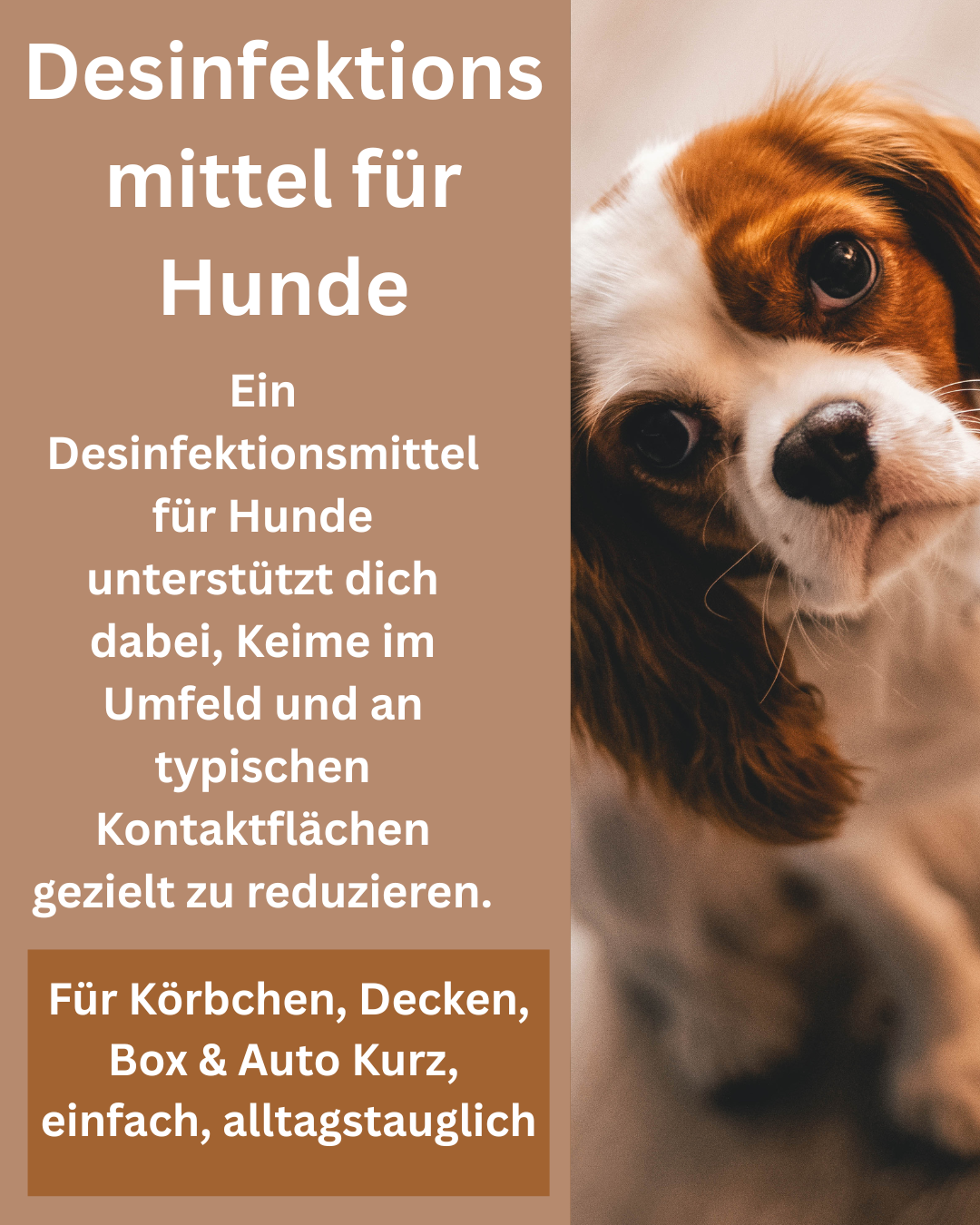 Desinfektionsmittel für Hund