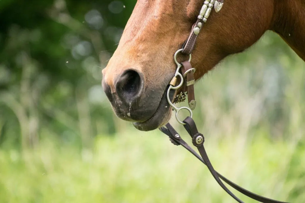 Druse Pferde: Symptome wie Nasenausfluss und Schwellung