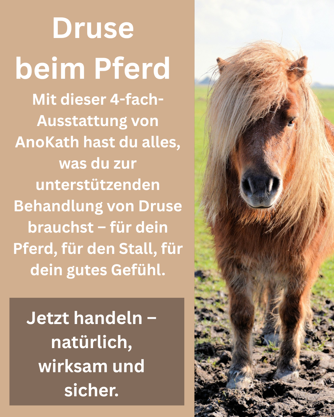 Druse Pferd